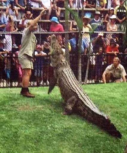 Steve Irwin at Australia Zoo with his crocadiles - CROCS RULE! Photo taken by Chrissy Layton, AusNotebook Music & Creative.